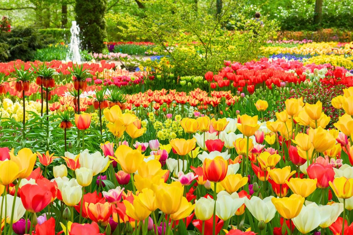 vuon-hoa-keukenhof.jpg